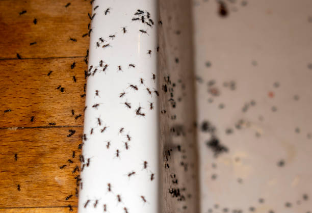 Best Flea Control Services  in Scottsburg, IN