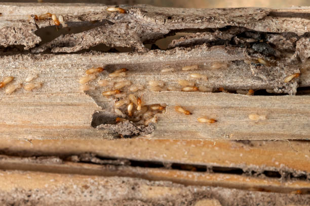 Best Exterminator Services  in Scottsburg, IN